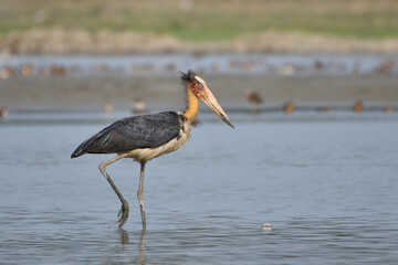 Lesser Adjutant Stork Is Searching Pery In The Wetland