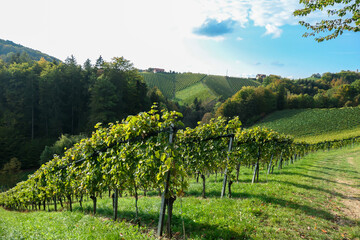 Fototapeta na wymiar A lush wine region in South Styria, Austria. The wine plantations are stretching over a vast territory, over the many hills. There grapes are already ripening. Wine region. A bit of overcast.