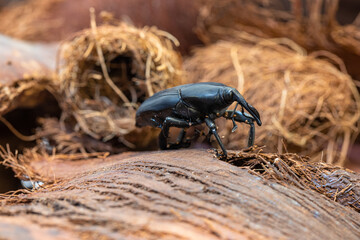 South American Palm Weevil Adult 2 