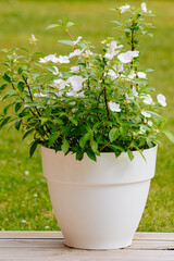 flower in a pot. white hydrangea of the cultivar "Bride" in a white pot on a green background. White small hydrangea flower 