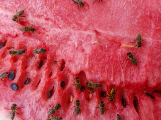 Watermelon with a large number of bees and wasps. Sweet watermelon with pest wasp and beneficial insect bees on one surface - 445019230