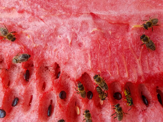 Watermelon with a large number of bees and wasps. Sweet watermelon with pest wasp and beneficial insect bees on one surface - 445019408