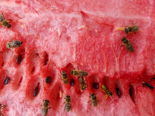 Watermelon with a large number of bees and wasps. Sweet watermelon with pest wasp and beneficial insect bees on one surface - 445019443