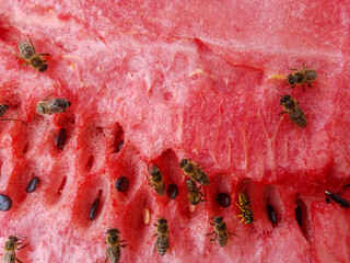 Watermelon with a large number of bees and wasps. Sweet watermelon with pest wasp and beneficial insect bees on one surface - 445019495