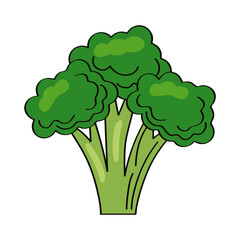 fresh broccoli vegetable