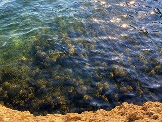 Sea transparent clear turquoise water. Sunshine on sea waves. Dense seaweed on ocean floor.
