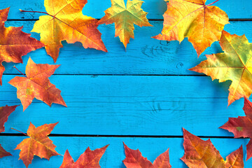 Autumn background with colorful fall maple leaves on blue rustic wooden table with place for text. Thanksgiving autumn holidays background concept. Frame with autumn leaves. Copy space. Top view.
