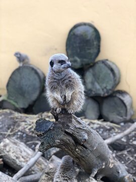 Meerkat