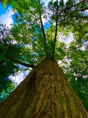 Naklejka premium tree in the forest with blue sky
