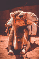 Wielbłąd z Jordanii - obrazy, fototapety, plakaty