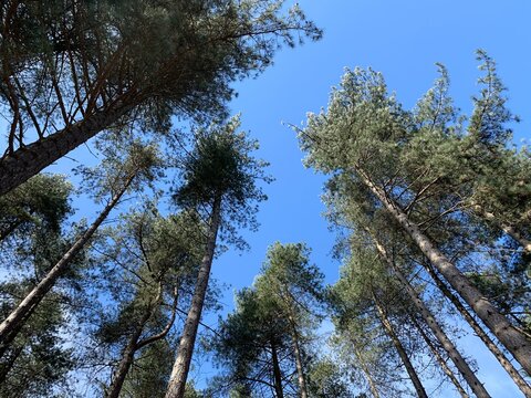 trees