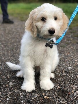dog in the park