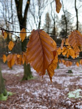 autumn leaves on the ground
