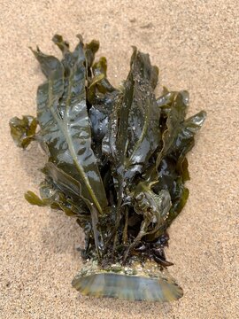 seaweed in sand 45udtbkdvclo