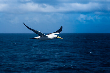 Nazca Booby (Sula granti) flies beautifully against the backdrop of the ocean.