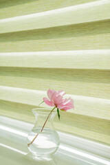 On the windowsill is a transparent glass vase with one flower, a pink peony. Background with striped green blinds
