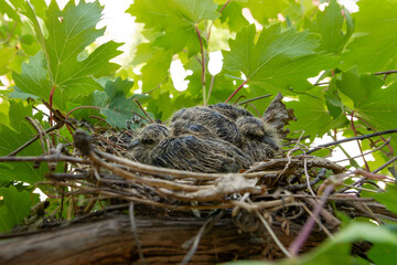 Two baby doves are hiding in a nest on a vine on a sunny summer day in a garden. Bird in nature concept