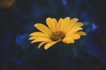 Orange Flower..