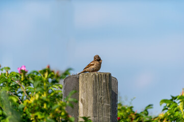 Little sparrow, sitting on the wooden pier, looking for food