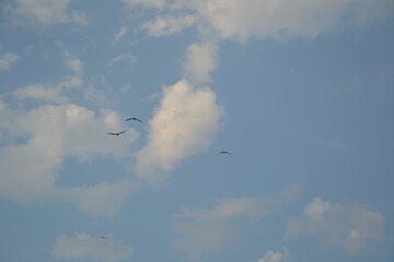 flock of birds