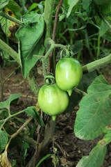 Small green tomatoes on a branch. Tomato with a flower. Fresh vegetables