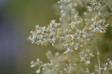 Griffith's ash (Fraxinus griffithii) flowers / Oleaceae evergreen tree.