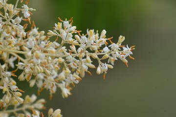 Griffith's ash (Fraxinus griffithii) flowers / Oleaceae evergreen tree.