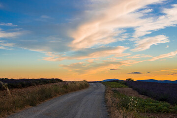 Path between the lavender field in the sunset