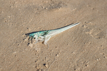 Swordfish bones on the coast of the Baltic Sea