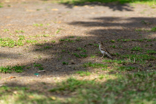 landschaft mit blumen und tieren