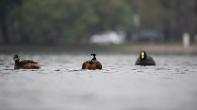 Two white-tufted grebe (Rollandia rolland), or Rolland's grebe, cleaning themselves on lago de las regatas public park, Buenos Aires