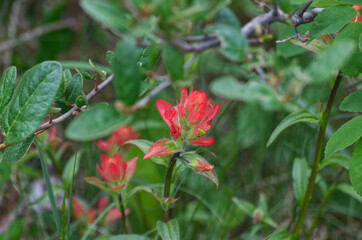 Indian Paintbrush Plant Blooming in the Outdoors