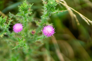 landschaft mit blumen und tieren