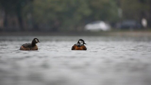 Two white-tufted grebe (Rollandia rolland), or Rolland's grebe, cleaning themselves on lago de las regatas public park, Buenos Aires