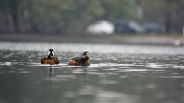 Two white-tufted grebe (Rollandia rolland), or Rolland's grebe, cleaning themselves on lago de las regatas public park, Buenos Aires