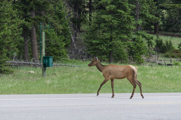 An Elk Crossing the Road