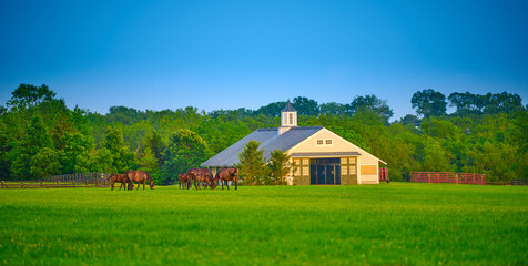 Fototapeta na wymiar Thoroughbred horses grazing in a field with horse barn.