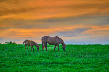 Fototapeta na wymiar Mare and foal grazing on fresh green grass at sunset.