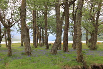 Calm wood in Scotland's glen in June