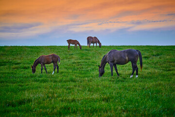 Obraz premium Mares and foals grazing on fresh green grass at sunset.