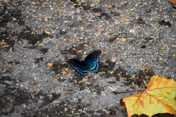 butterfly on the sand