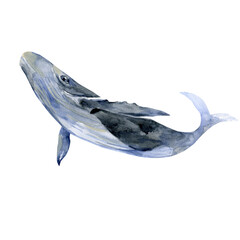 Watercolor humpback whale isolated on a white background illustration. Hand-painted realistic underwater animal art. For design, prints, or background.