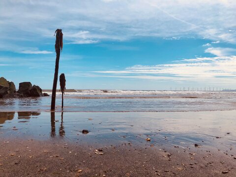 pelicans on the beach