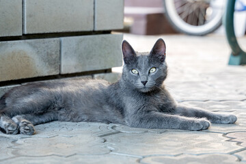 Fototapeta premium Young grey cat breed Russian Blue lies and relax on pavement near the house. Pet care, friend of human.