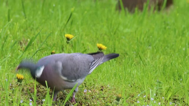 Wood pegion looking meterial for the nest at a springtime meadow 