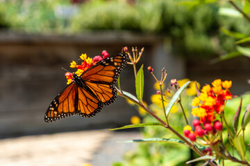 Colourful flowers and butterfly at the botanic garden of Auckland, New Zealand