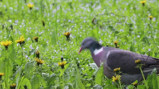 Wood pegion looking meterial for the nest at a springtime meadow 