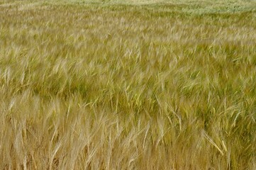 Green to golden agricultural field with spiky Durum Wheat, latin name Triticum Durum, with some green plants giving the field interesting green tint. 