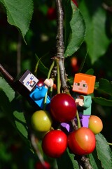 Fototapeta premium LEGO Minecraft figures of Steve and Alex collecting sweet cherry fruit on tip of wild cherry branch, summer daylight sunshine.