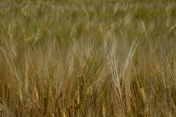 Field of almost mature spiky durum wheat, latin name Triticum Durum, with some still green plants still colouring almost golden foliage of the field. 